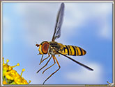 Syrphe